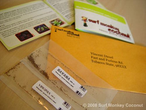 500+ Connecticut Tobacco seeds w/ how to grow booklet! Heirloom