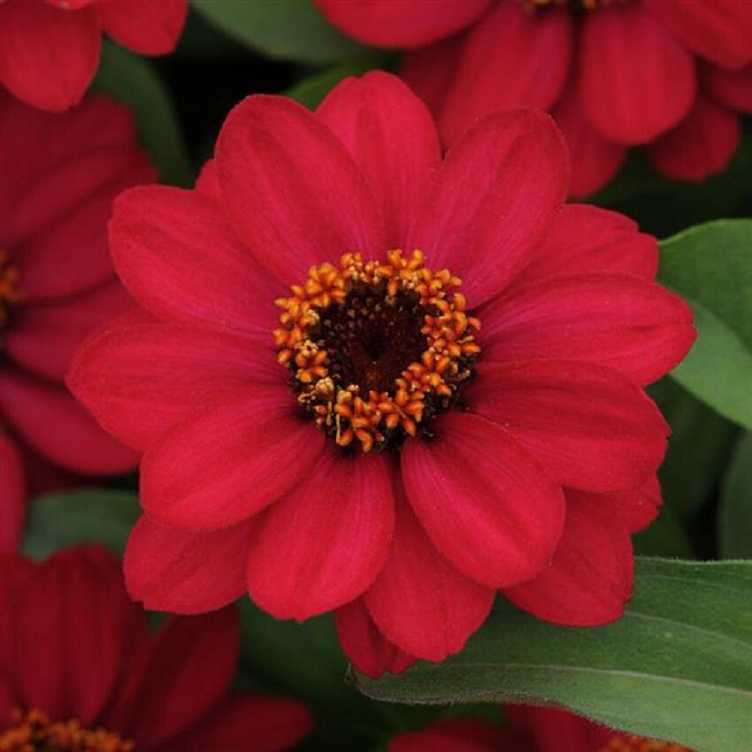 Zinnia Seeds 25 Seeds Zinnia Zahara Raspberry