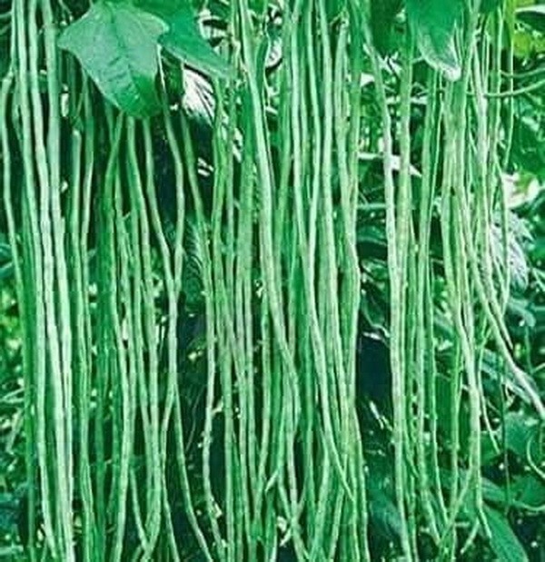 15 Asian Long Bean seeds – Productive Heirloom