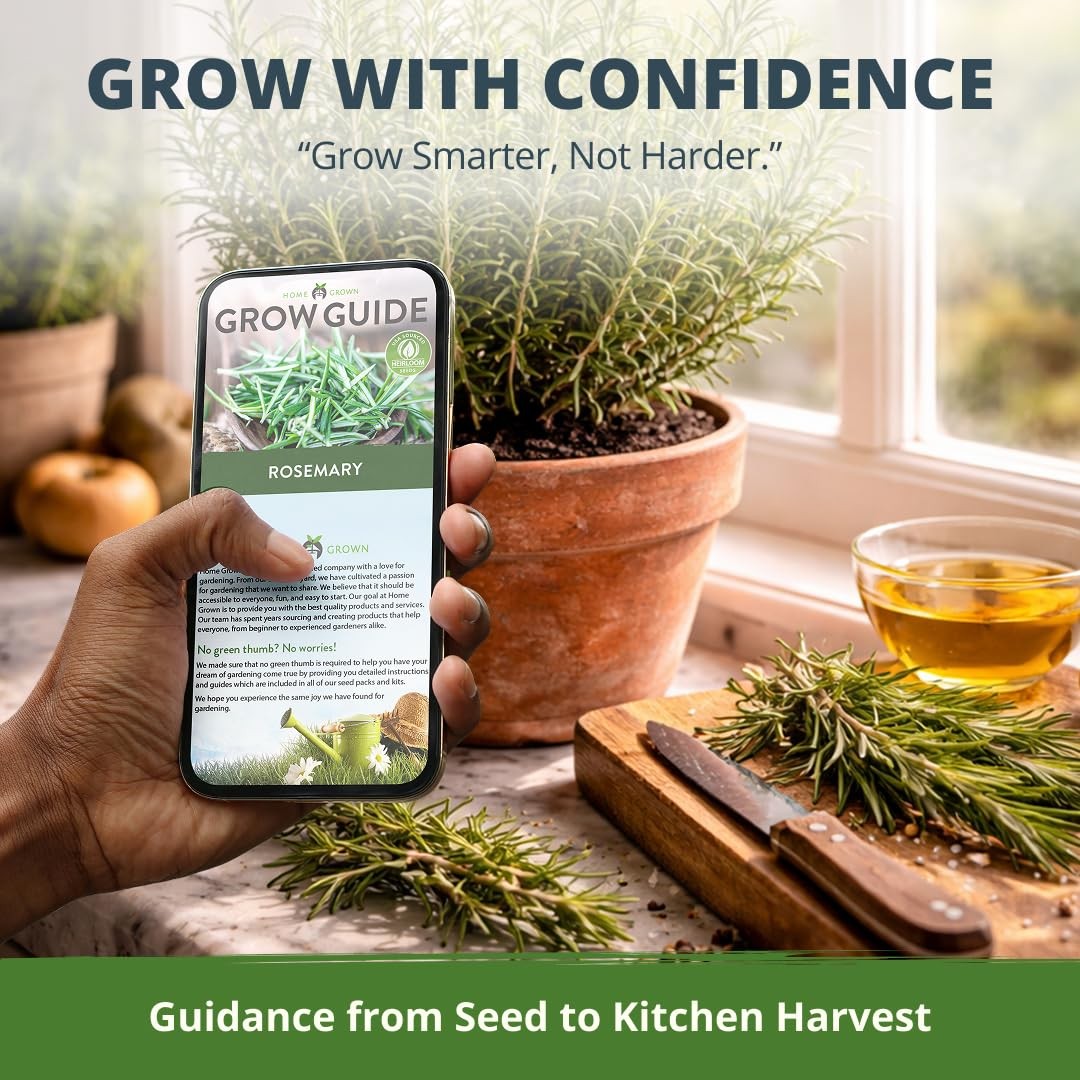 Non GMO Rosemary Seeds Pack 150 High Germinating Heirloom Herb Seeds for Pla…
