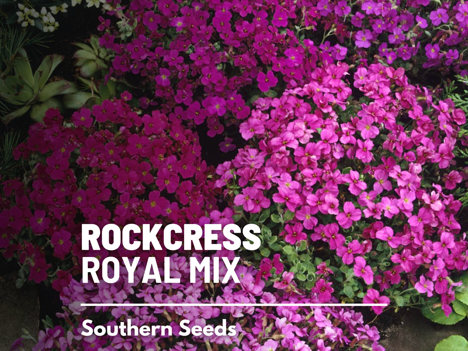 Rockcress, Royal Mix – Stunning cascading flowers (Aubrieta hybrida)