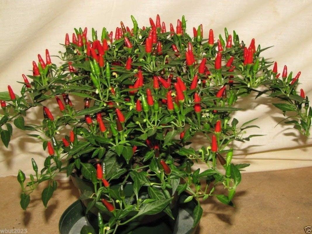 Small Thai Chili Hot Pepper Seeds (((25 Seed Packet))) (More Heirloom, Organic,