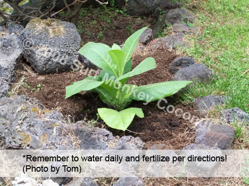 500+ Connecticut Tobacco seeds w/ how to grow booklet! Heirloom