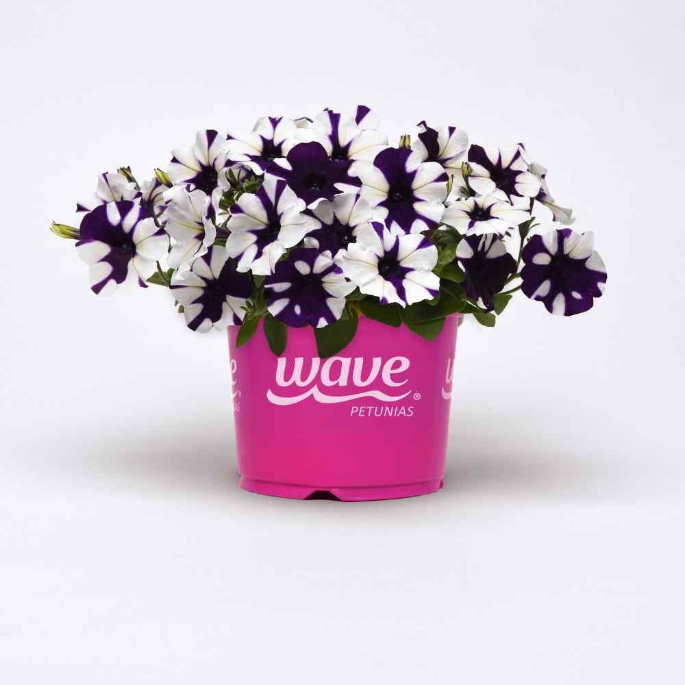 30 Seeds Spreading Petunia x Hybrida Purple Tie Dye Flower Seeds