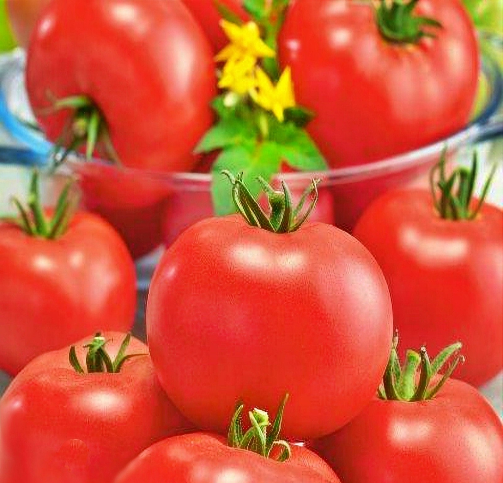 Burbank, Tomato