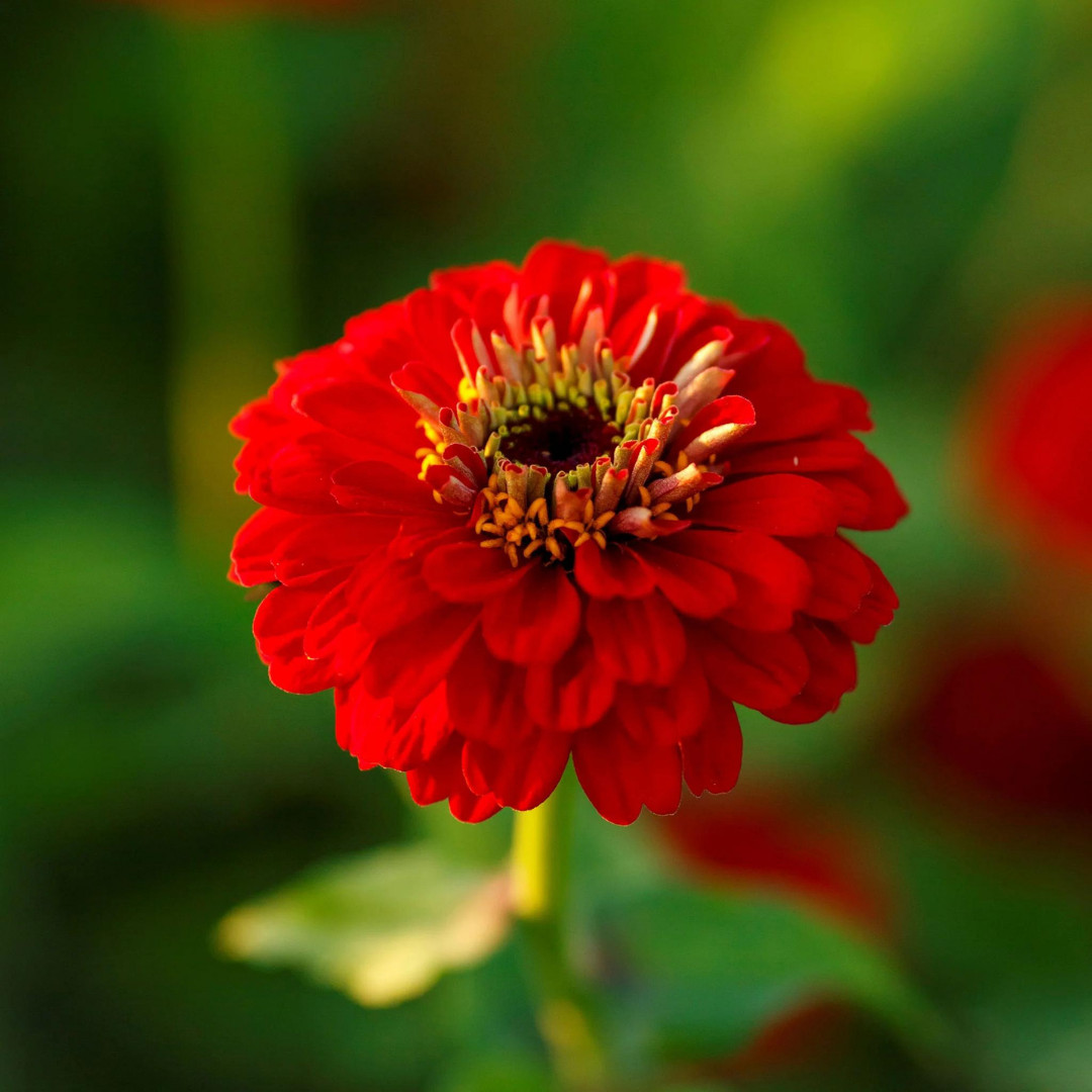 Fresh Premium Zinnia Seeds | Scarlet Flame | Heirloom Non-GMO | Flower Seeds