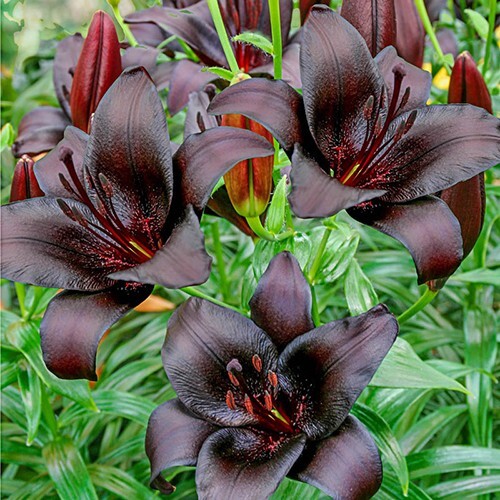 1 – NIGHTRIDER ASIATIC LILY Live Flower Bulb – Perennial ” FREE SHIPPING “