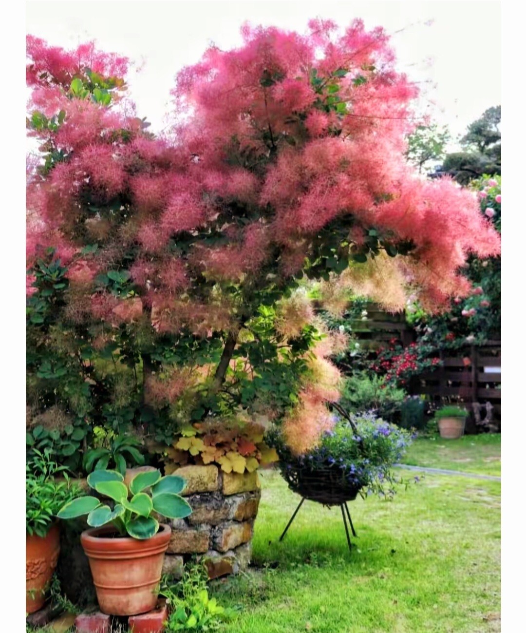 120 Seeds Dwarf Smoketree Royal Purple Tree Rare flowering Cotinus coggygria