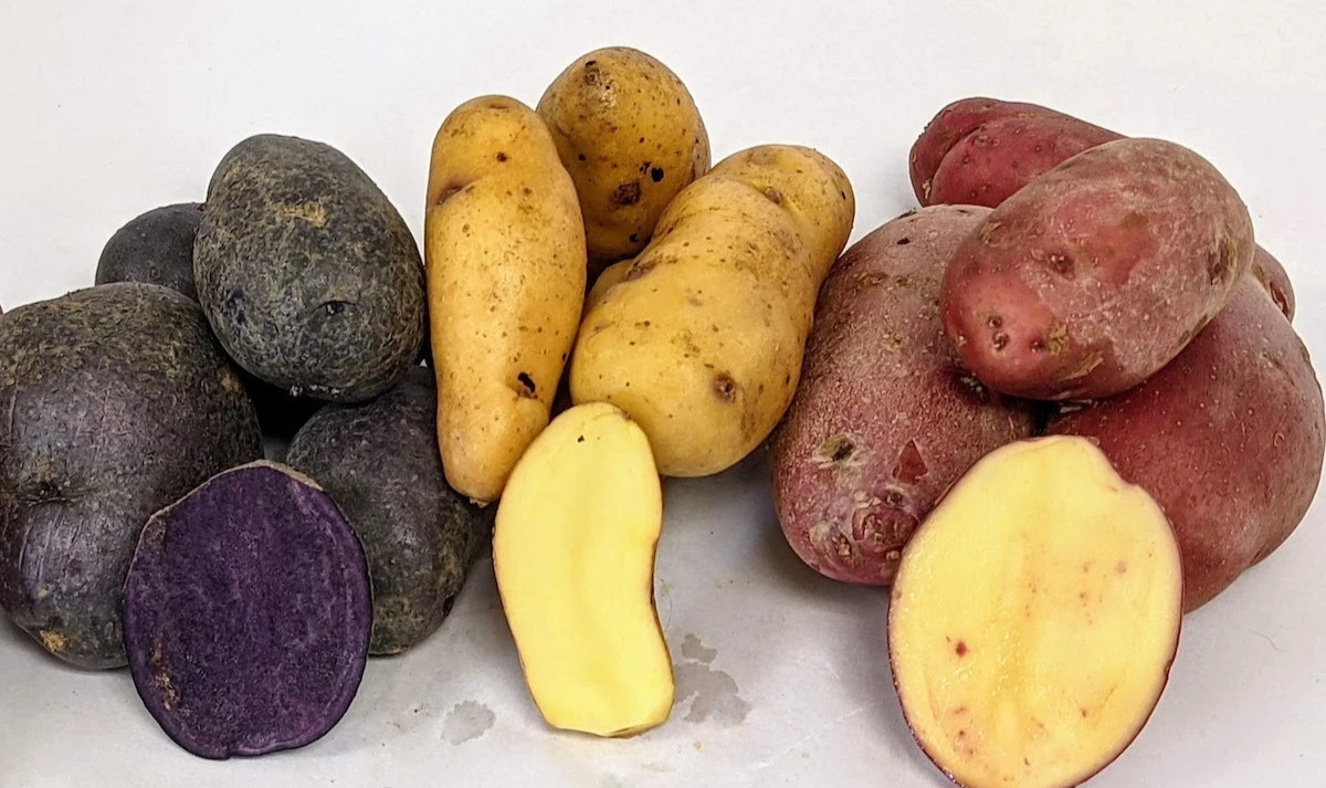 Potato Seed Tuber Mix 2 lb Purple Red Yellow Yukon Russet Organic Seeds Potatoes