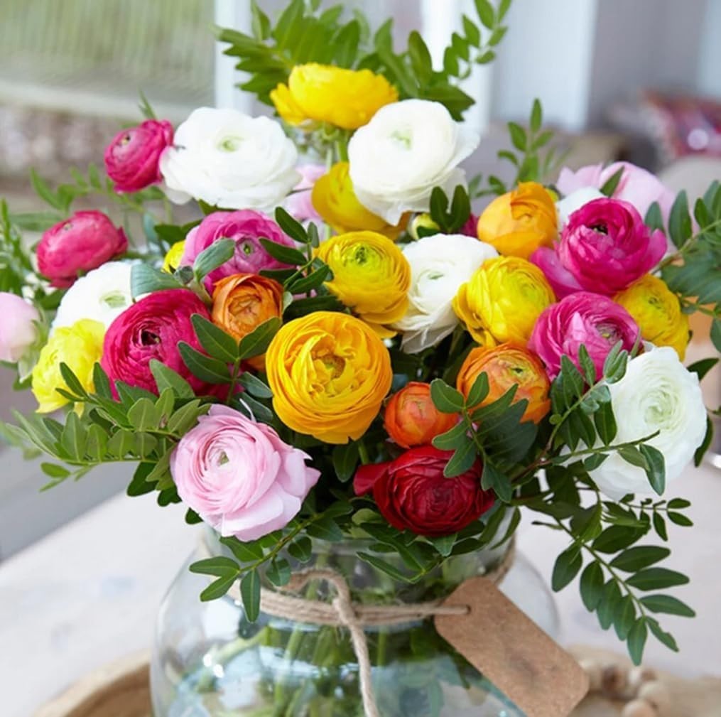 Heirloom Quality 10PCS Ranunculus Bulbs | Shade Resistant Double Buttercups