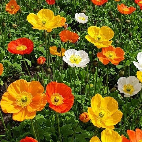 Icelandic Poppy Seeds For Planting 5,000 Mixed Colors Organic Papaver Nudicaule