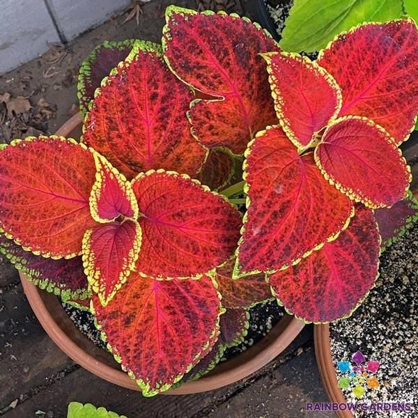 25+ Giant Exhibition Rustic Red Coleus Seeds for Garden – USA – FREE SHIPPING!