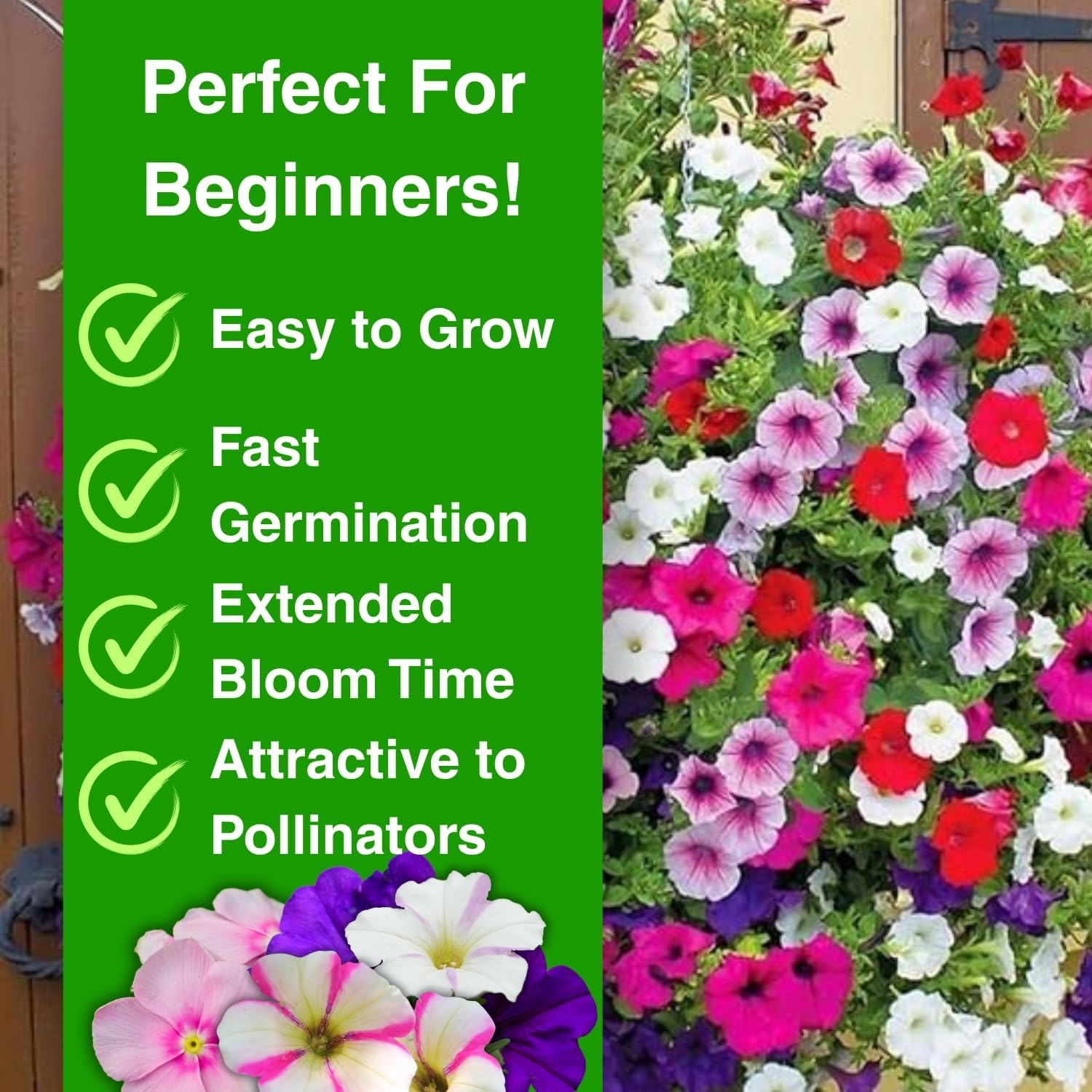 5000+ Petunia Seeds – Mixed Rainbow Color, Bonsai, Grandiflora Flowers, 1500 mg