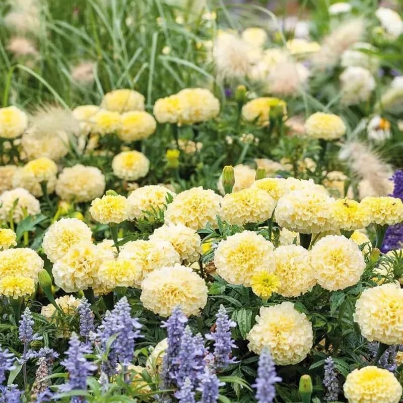 Luminous Moonlight Marigold Seeds – Attract Pollinators & Brighten Your Garden