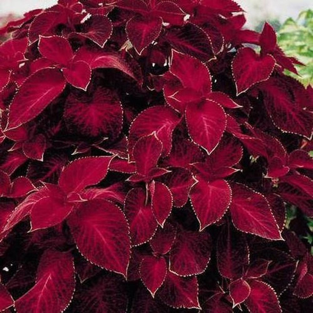 100 Seeds Wizard Red Velvet Coleus Seeds For Planting – Shade Garden Plants