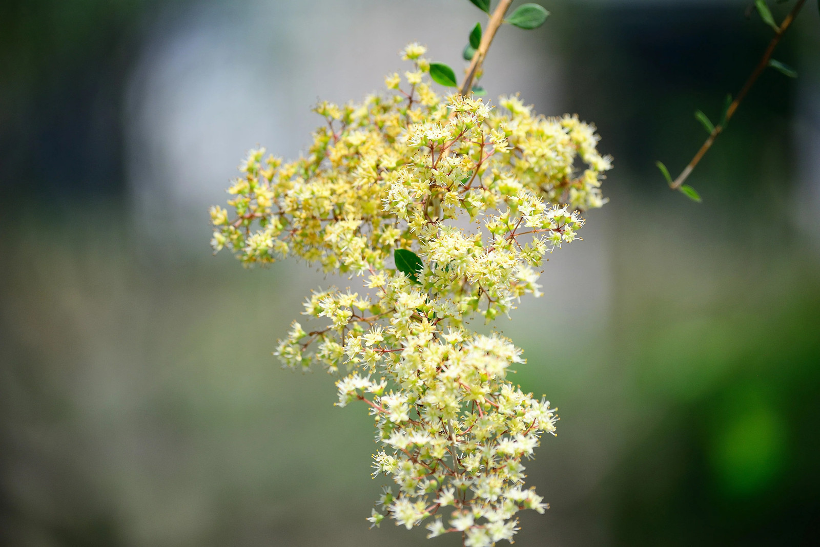 40 WHITE FLOWERING HENNA Tree Lawsonia Inermis Alba Dye Tattoo Flower Seeds
