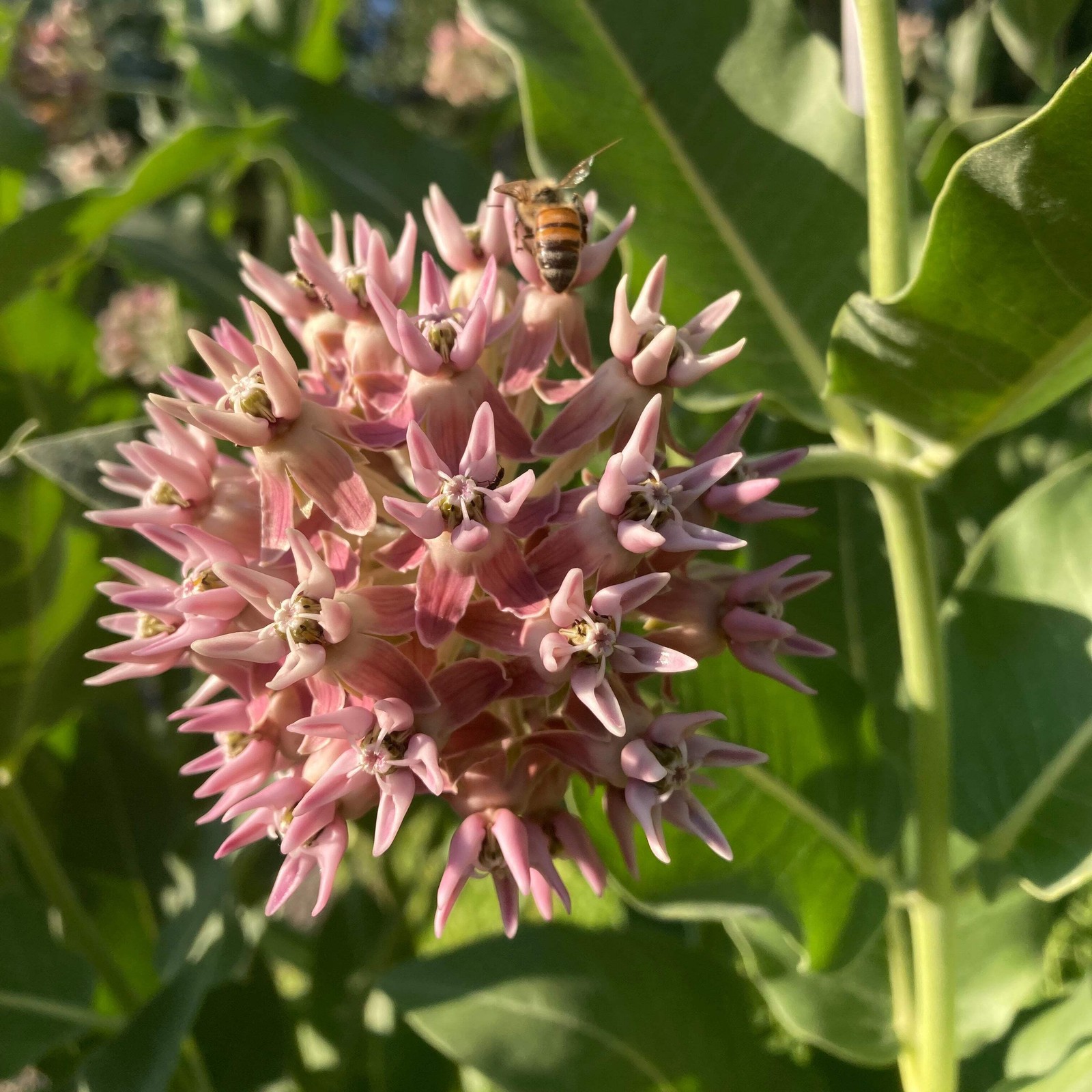 Showy Milkweed Seeds (Asclepias speciosa) ~Native Wildflower Pollinator Garden