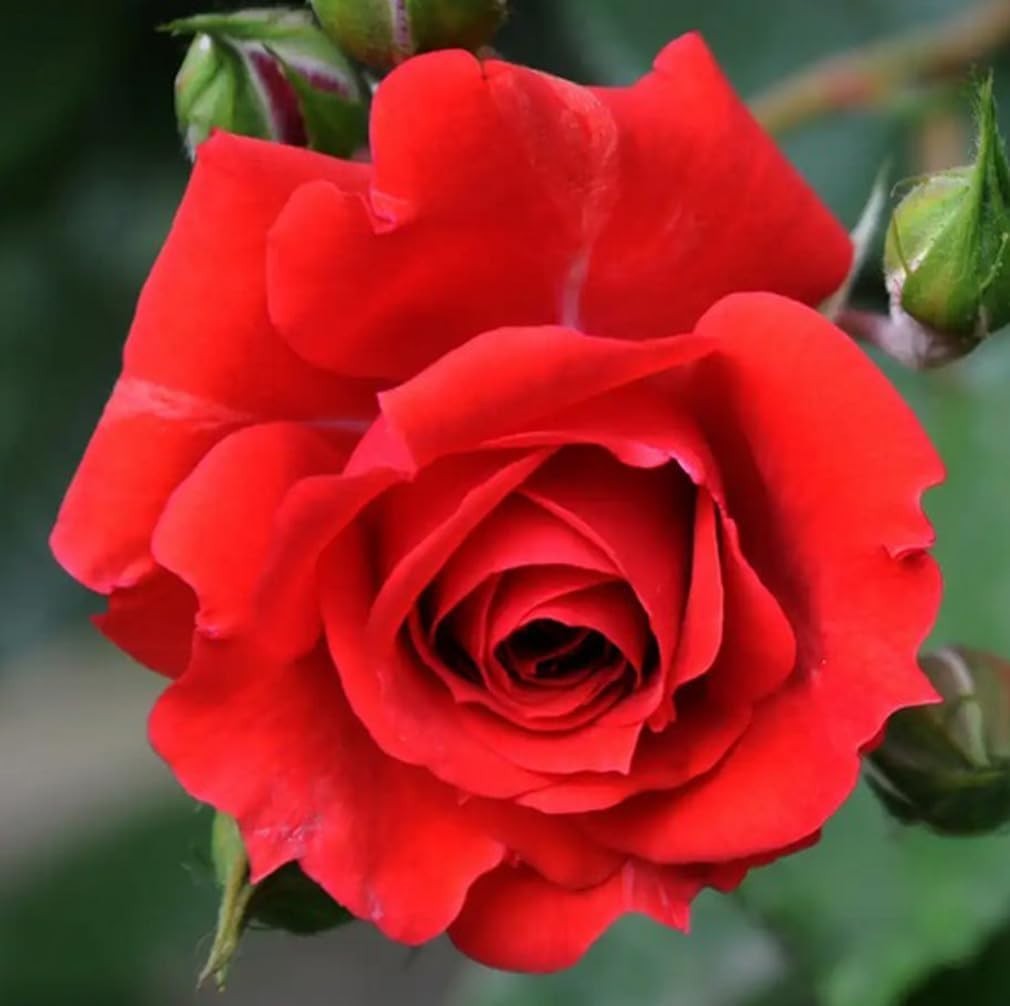 100PCS Mix Rose Seeds Lush Blooms Perennial Bush Rosa Flower Seeds Heirloom