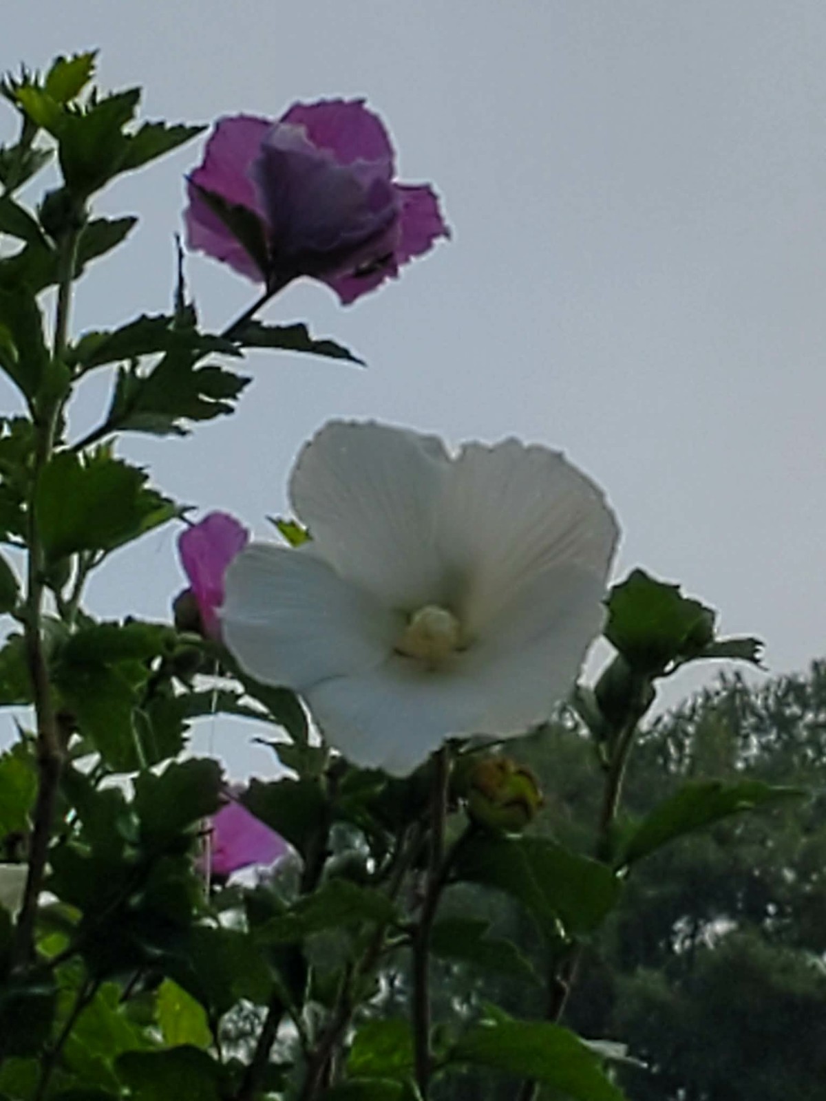 Rose of Sharon , Hibiscus Seeds, 3 Colors Or Mix.
