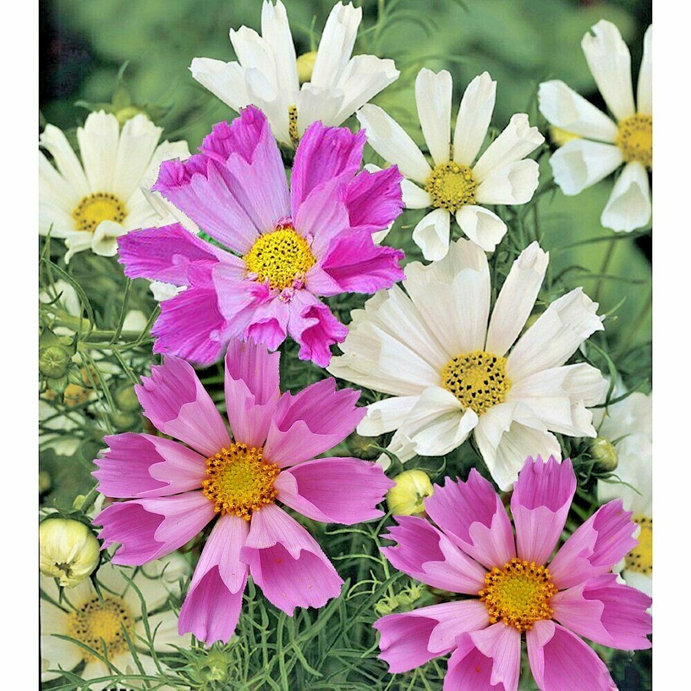 300+COSMOS SEASHELLS Mix Seeds Wildflower Heat Drought Poor Soils Pollinators