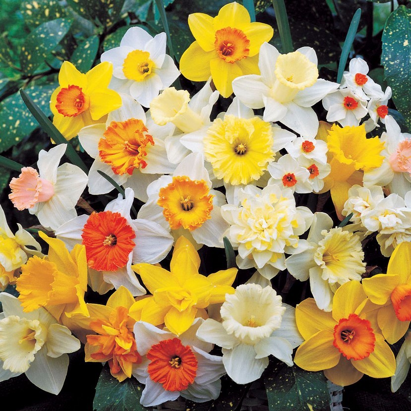 3-Beautiful, Red Non Stop Begonia Bulbs Spectacular Flowering Blooms Check Store