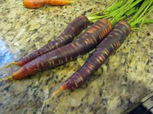 CARROT, PURPLE HAZE, HYBRID, 25+ SEEDS, UNUSUAL DELICIOUS AND SWEET