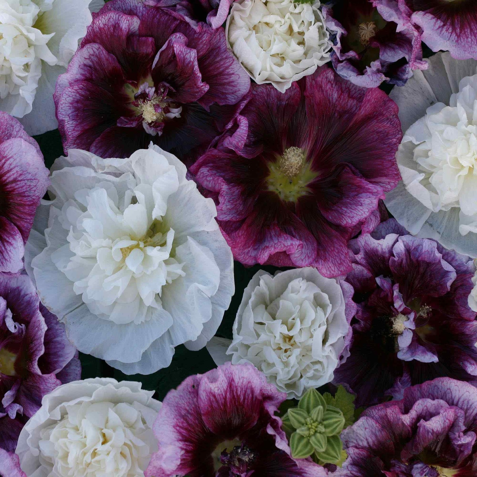 25 Seeds Alcea rosea Blackberry Ripple Hollyhock Garden Flower Seeds