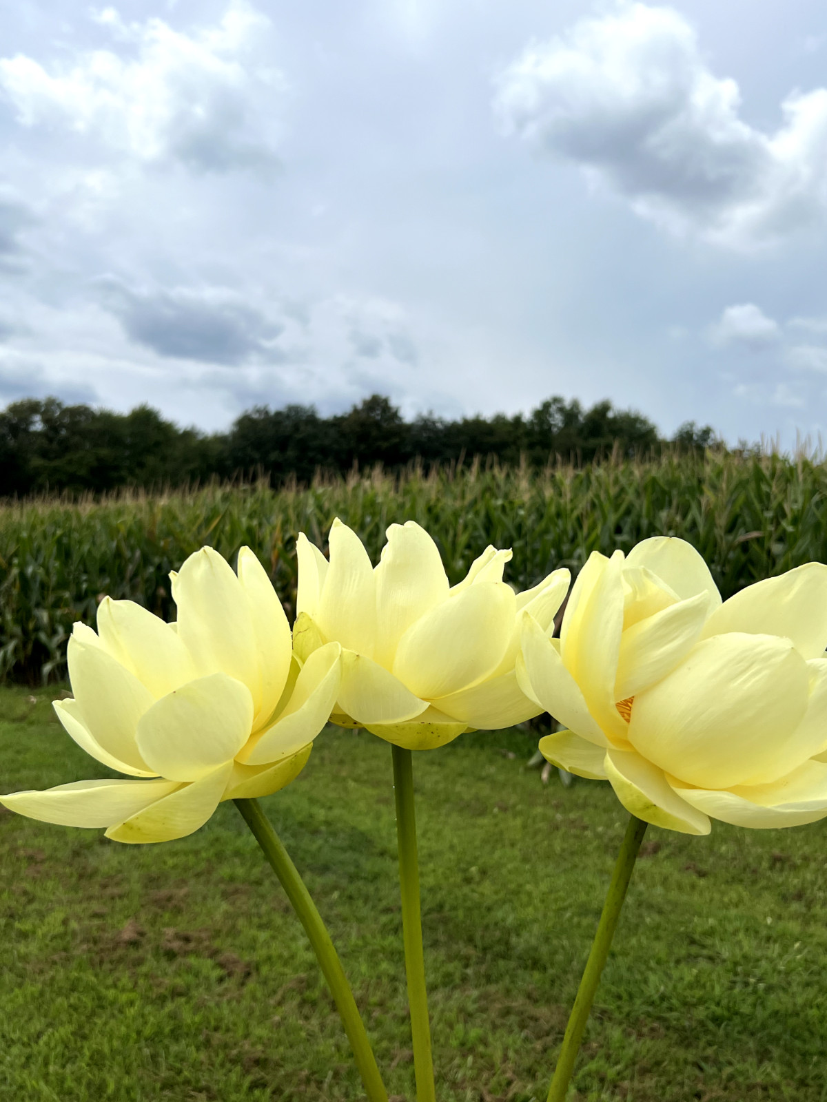 40 Seeds Yellow Lotus Flower Seeds American Water Lily for Pots or Pond
