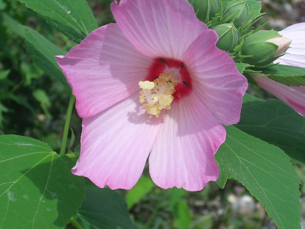 40 PINK SWAMP ROSE MALLOW SEEDS – WILD HIBISCUS – Hibiscus moscheutos