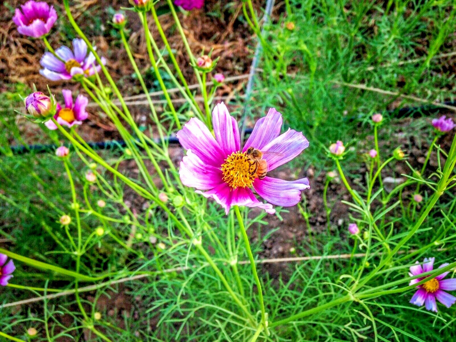 301+COSMOS DAYDREAM Seeds Wildflower Heat Drought Poor Soils Pollinators Easy