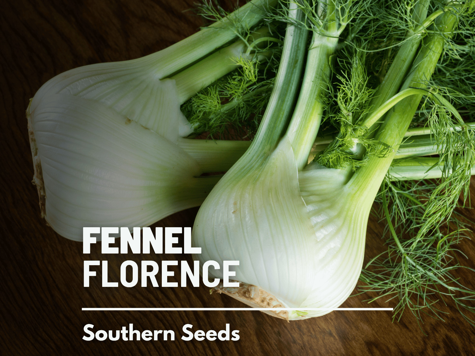 Fennel, Florence – 200 Seeds – Medicinal & Culinary Herb – Easy to Grow – NonGMO