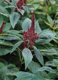 Amaranthus Red Cathedral Superior 1,000 seeds