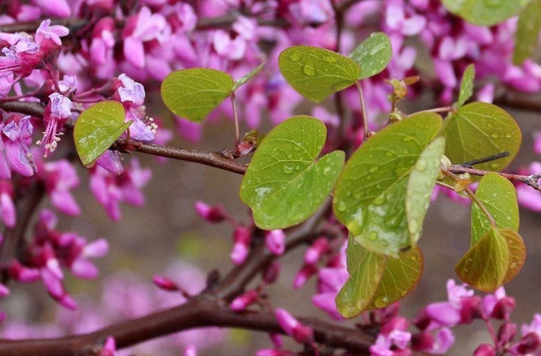Western Redbud Flowering Shrub Or Tree (1,000 SEEDS & GROW GUIDE)