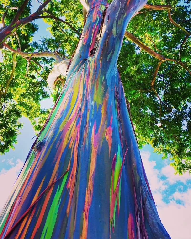 Rainbow Eucalyptus Tree Seeds – 50 Seeds – Stunning Colored Bark – Eucalyptus de