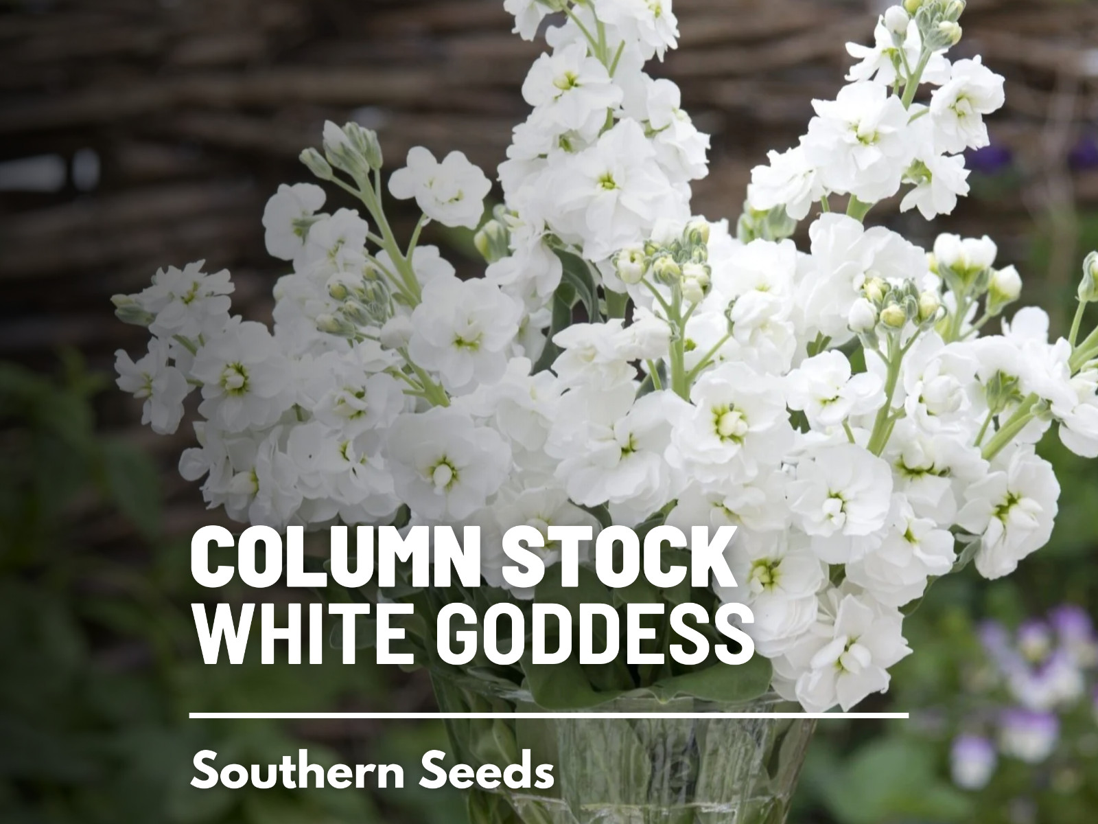 Column Stock, White Goddess – 50 seeds – Heirloom Flower (Matthiola incana)