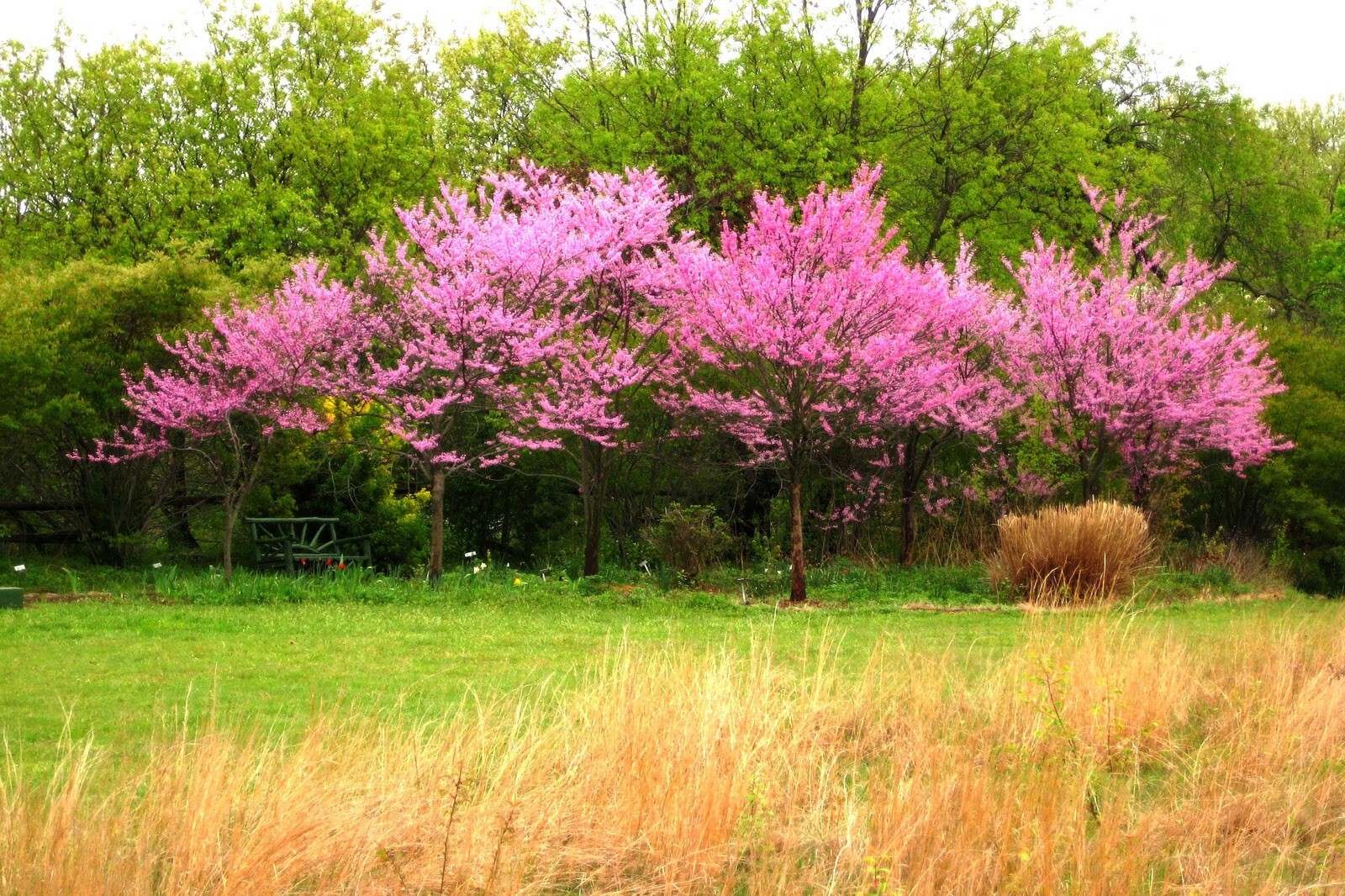 Cercis Canadensis, Eastern Redbud Cold Hardy Flowering Tree 20 Seeds