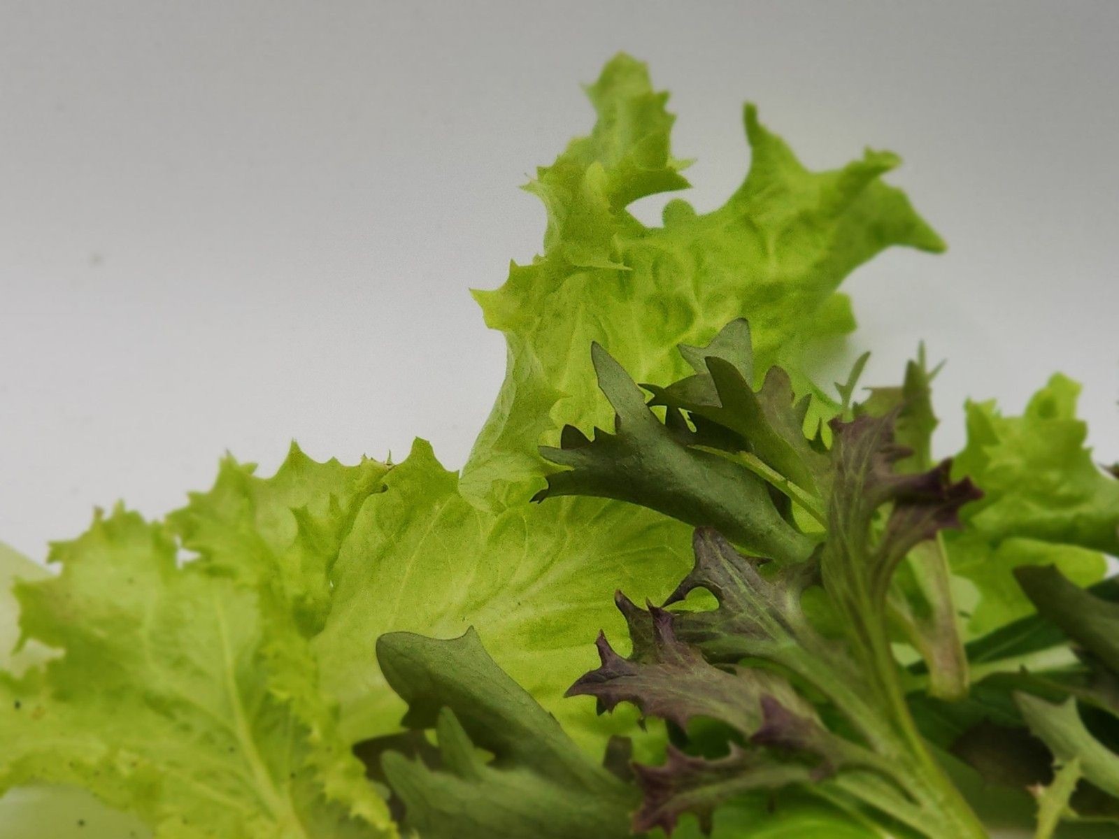 Timmy’s Farms Gourmet Salad Blend Seeds – Heirloom, Non-GMO Mixed Lettuce Seeds