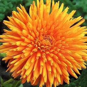 Calendula Radio 1,000 seeds