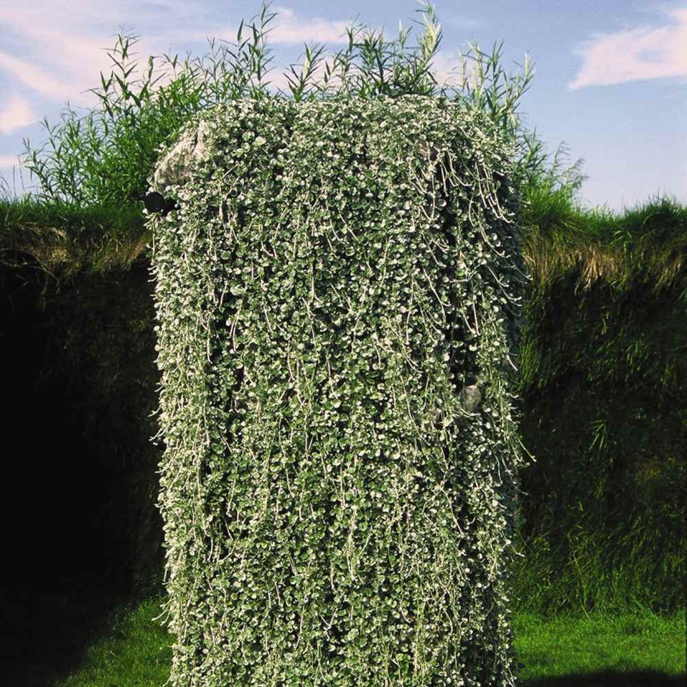 30 Seeds Dichondra Seeds Heat & Drought Tolerant Silver Falls Ground Cover