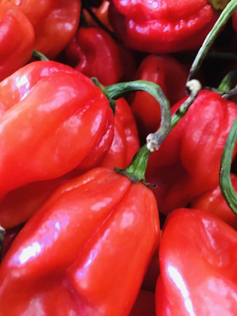 CARRIBEAN RED HABANERO PEPPER SEEDS NON-GMO