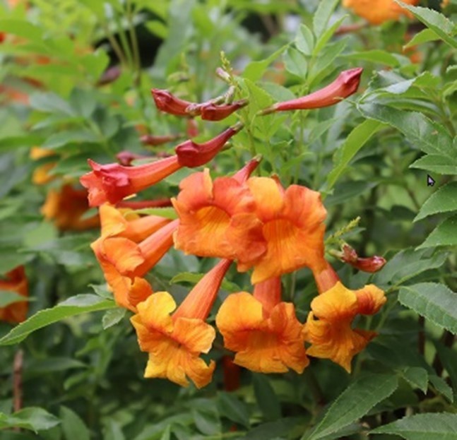 Tecoma stans Jubilee Orange Bells 10 seeds