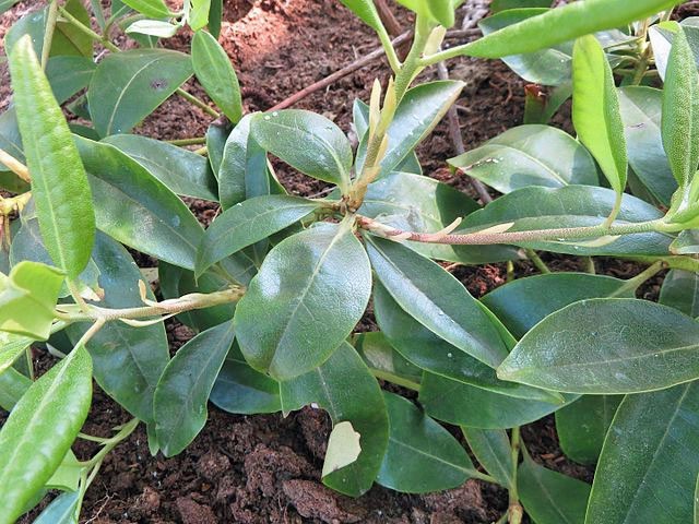 Rhodendrum carolinianum | Carolina Rhododendron | 50 Seeds