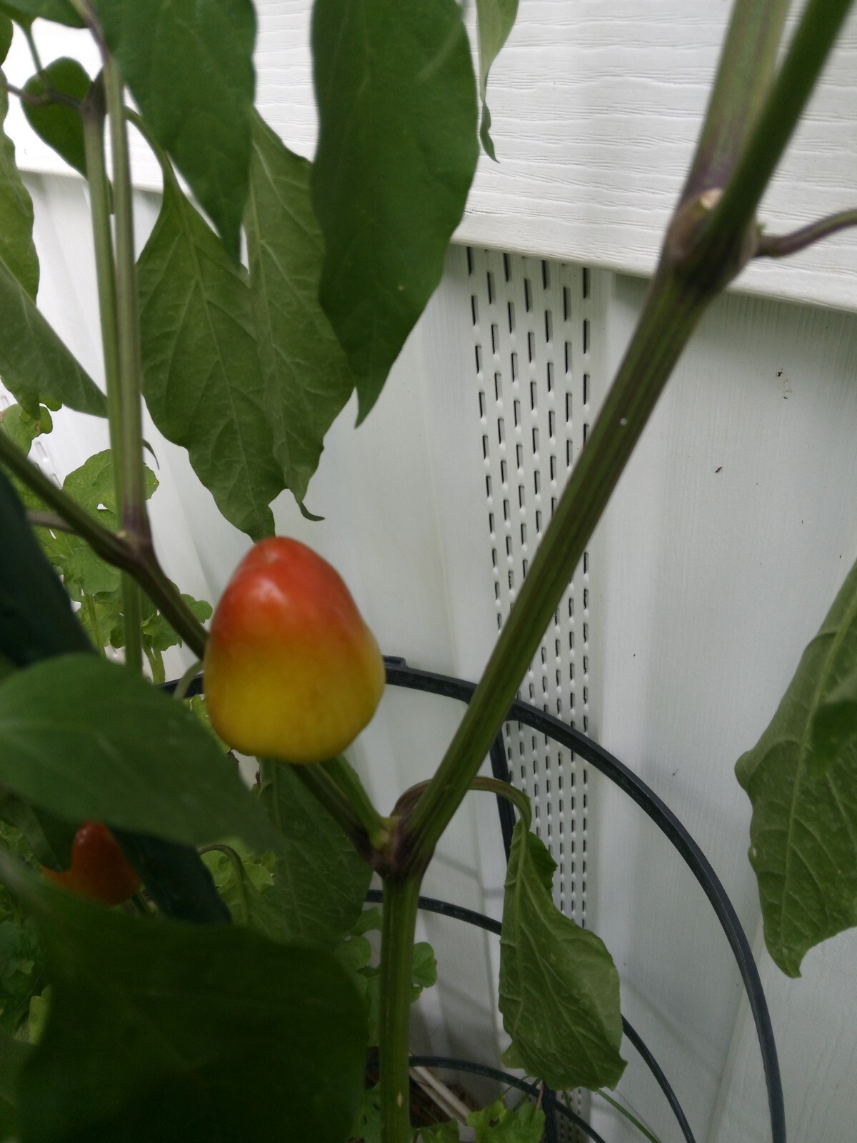 Purple Side Kick Pepper Seeds (Sweet&Spicy)