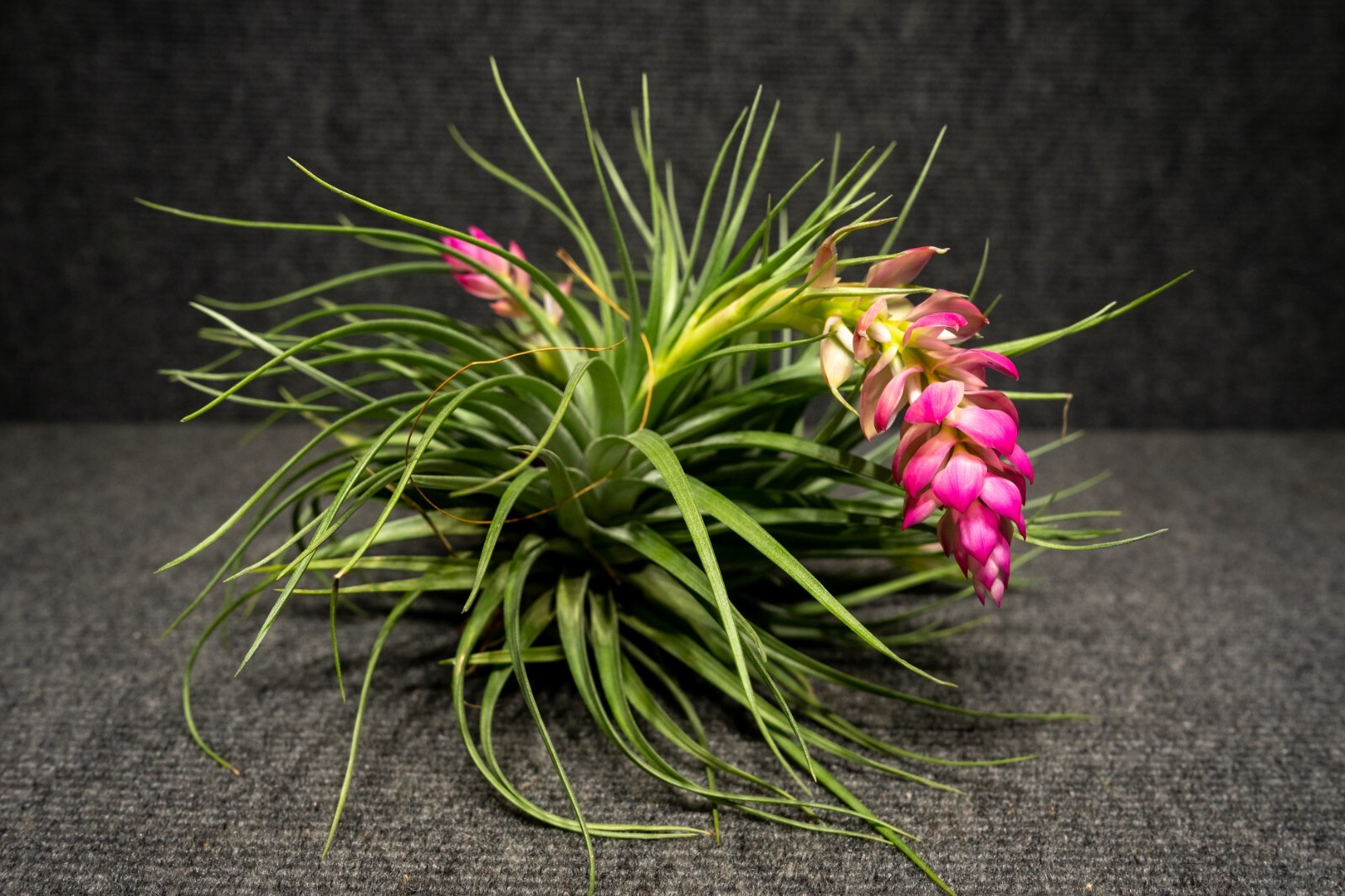 Tilandsia Stricta – live plant