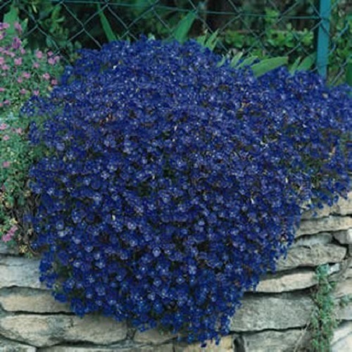 50+ AUBRIETA LILAC PURPLE ROCK CRESS FLOWER SEEDS / PERENNIAL / DEER RESISTANT