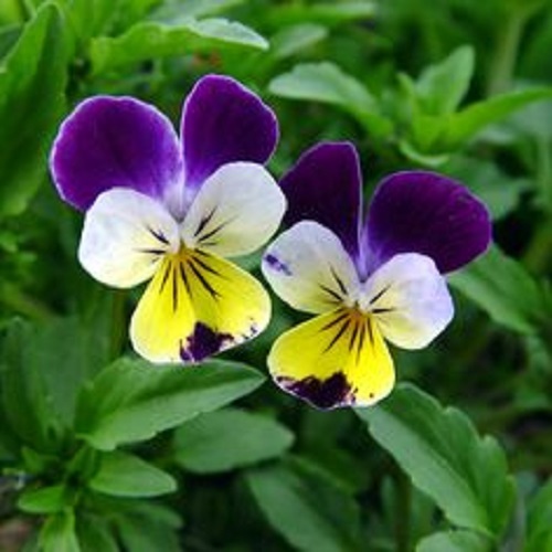 Johnny Jump Up Seeds Viola Seeds 500 Perennial Seeds