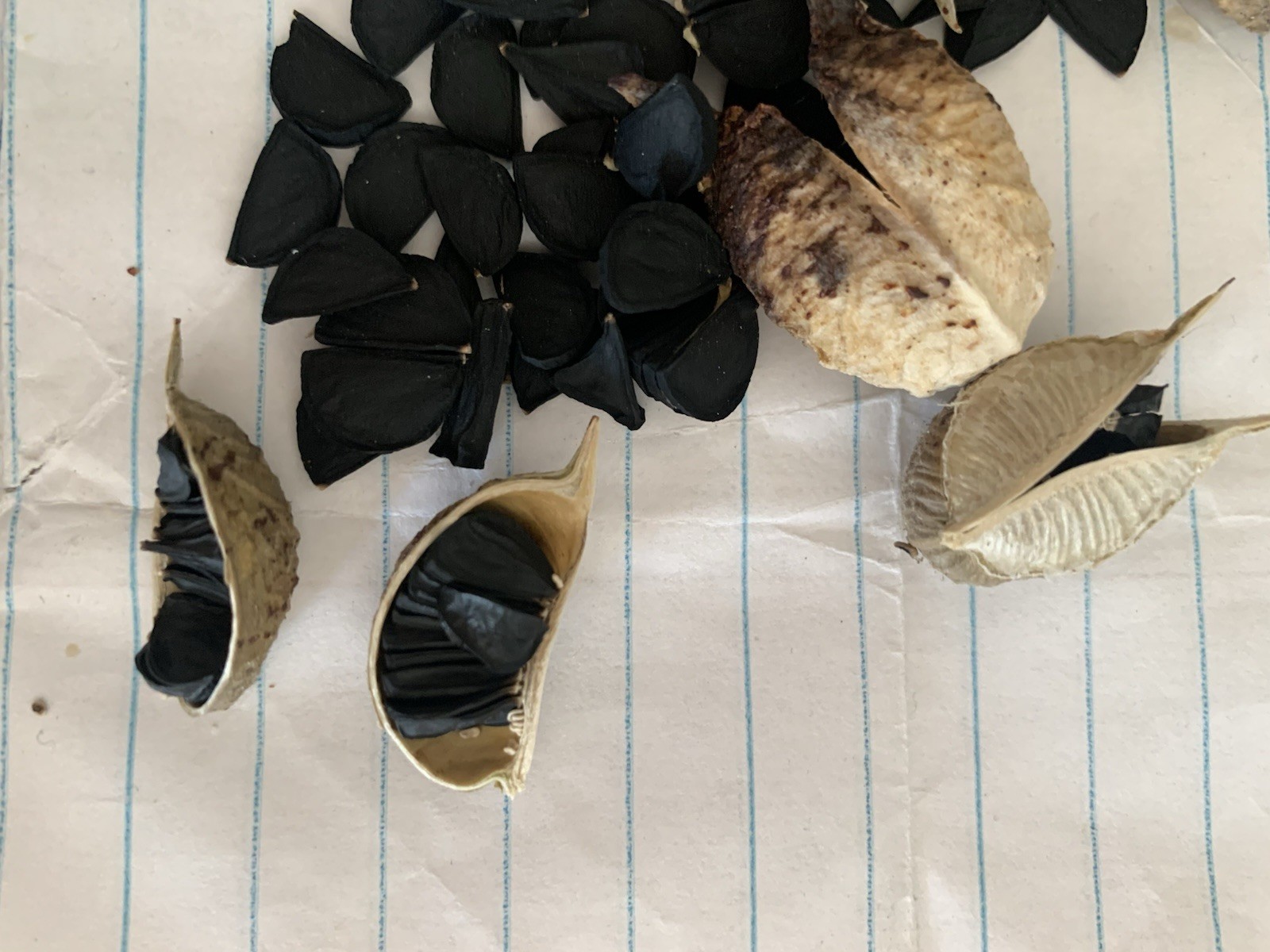 25+ Red Yucca Hesparola Parviflora Seeds