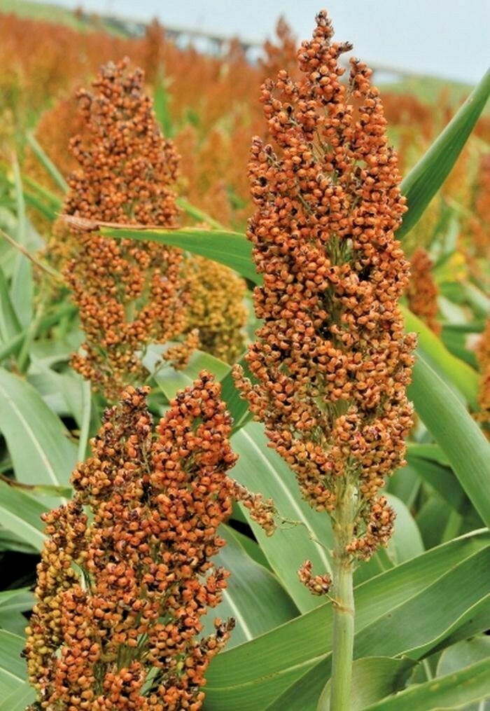 400+ROX ORANGE Sweet SORGHUM Seeds Organic Sugar Native Waconia Natural Syrup