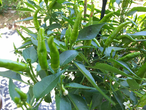 Extreme Hot Green Indian Chili – 20 Seeds – Australian Grown Seeds