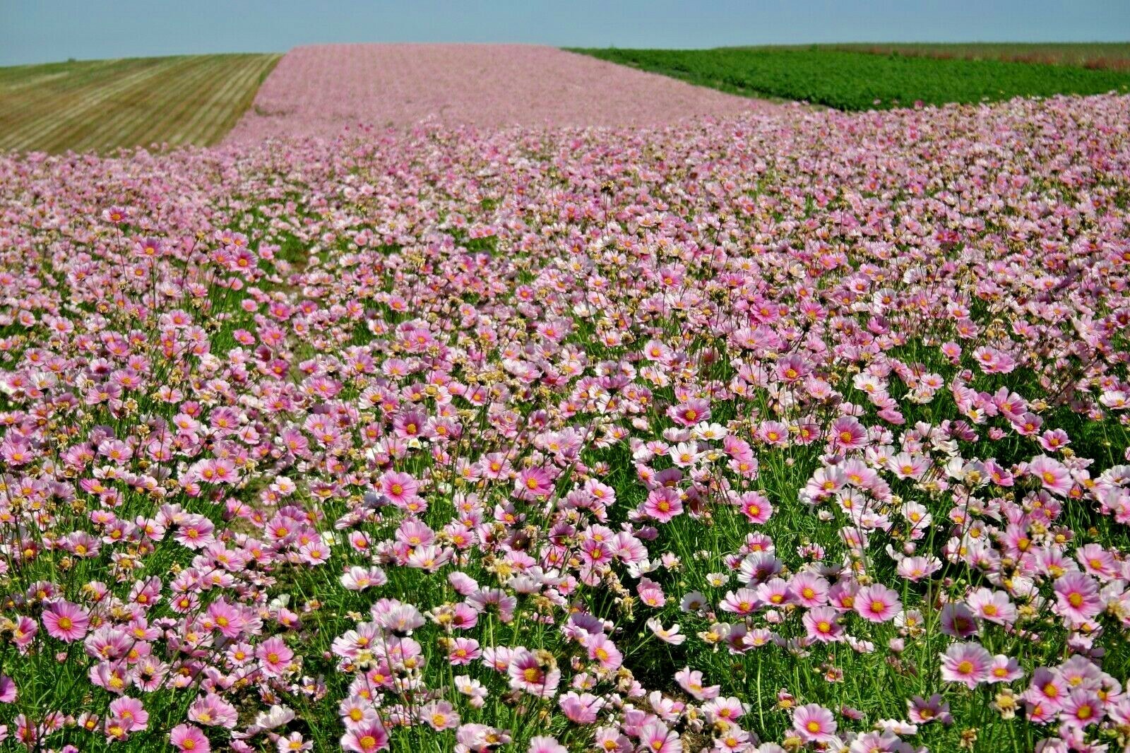 301+COSMOS DAYDREAM Seeds Wildflower Heat Drought Poor Soils Pollinators Easy